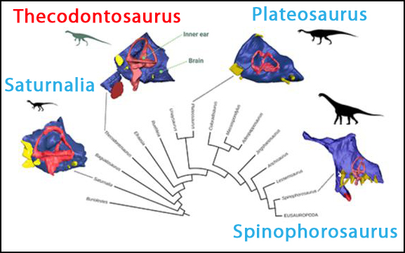 The changing shape of sauropod brains.