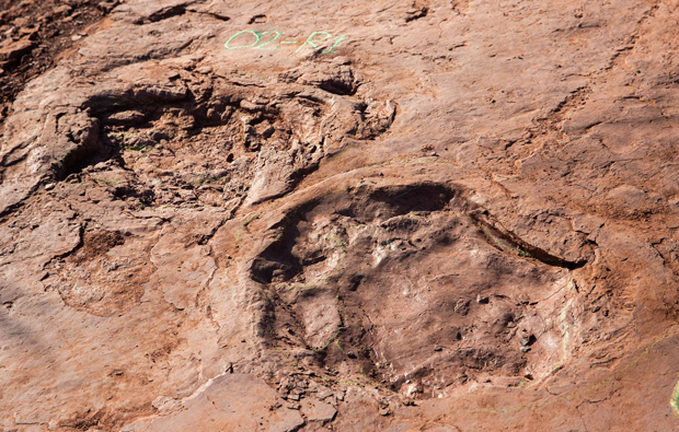 Dinosaur tracks discovered in Fujian Province.