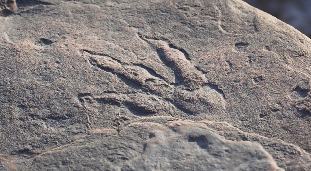 Grallator fossil track (South Wales).