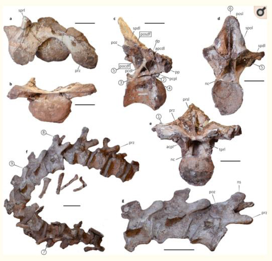 Cervical and dorsal vertebrae of the recently described titanosaur Punatitan coughlini.
