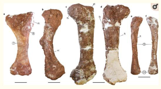 Limb bones of Bravasaurus arrierosorum.