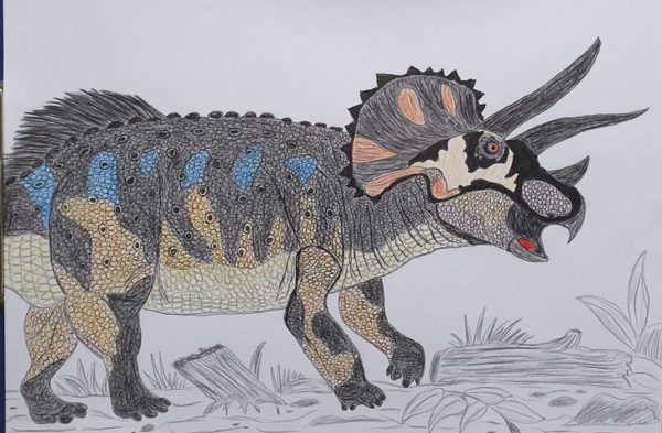 An illustration of Triceratops produced by Caldey.