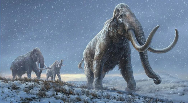 Siberian Steppe Mammoths.