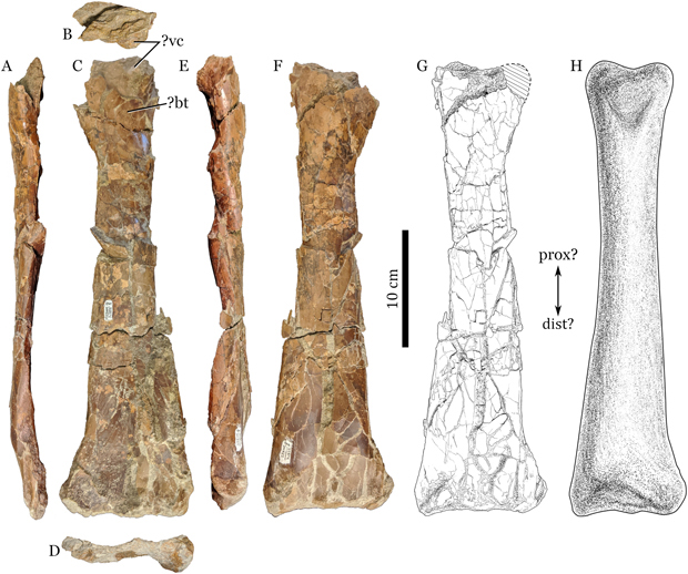 RAM 22574 pterosaur limb bone and line drawings