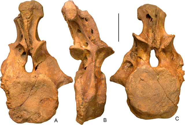 Dzharatitanis caudal vertebra