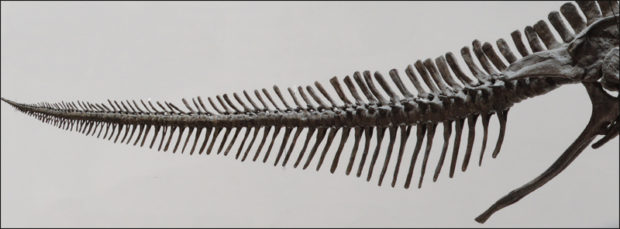 Edmontosaurus tail bones.
