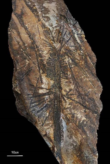 Fossil specimen of the new species (Paratingia wuhaia)