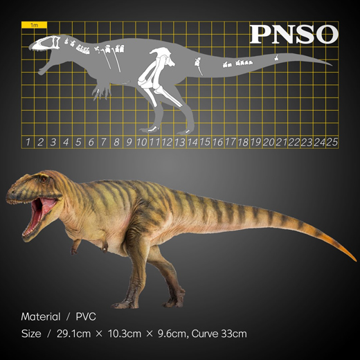 PNSO Carcharodontosaurus model and skeletal scale drawing