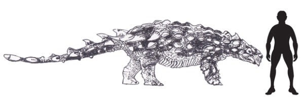 Pinacosaurus Scale Drawing For Everything Dinosaur