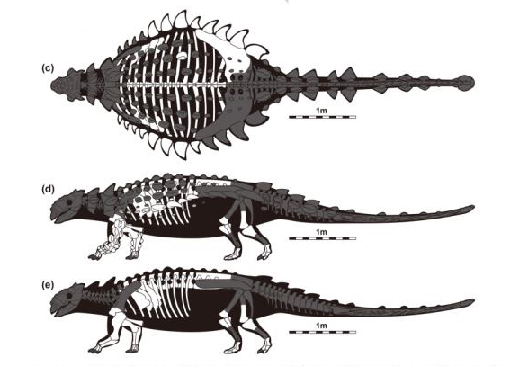 Ankylosaurid skeletal drawing.