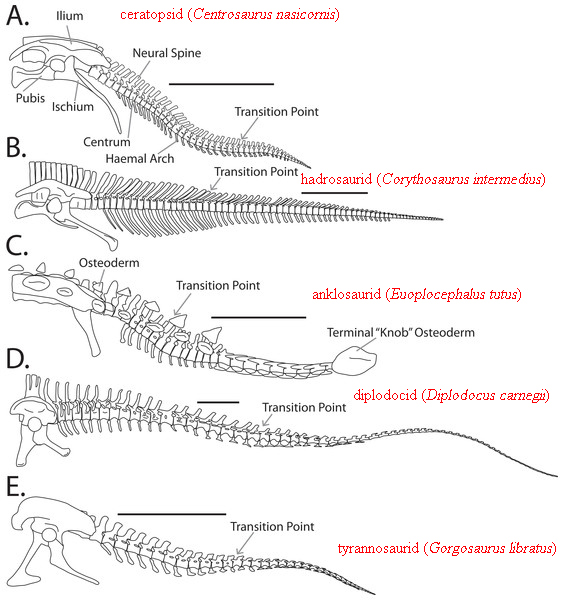Different types of dinosaur tail.