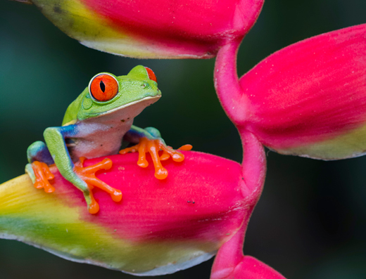 Red-eyed Tree Frog of Central America