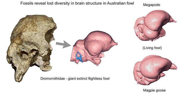 Examining the brain structures of living and extinct Australian fowl
