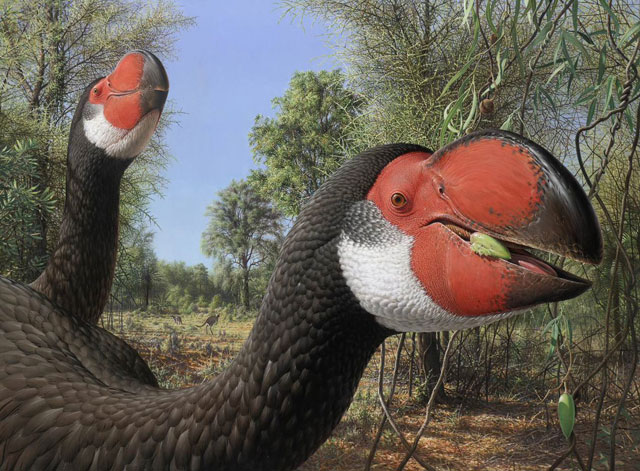 Dromornis stirtoni life reconstruction.