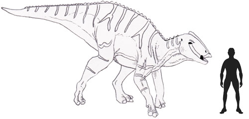 Kamuysaurus scale drawing