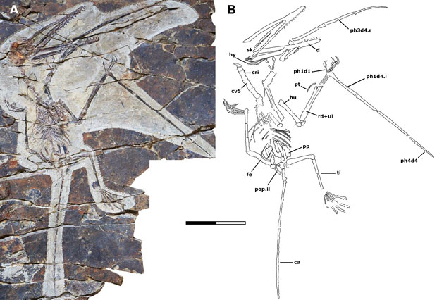 Kunpengopterus antipollicatus fossil and line drawing