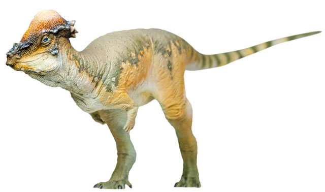 PNSO Pachycephalosaurus dinosaur model.