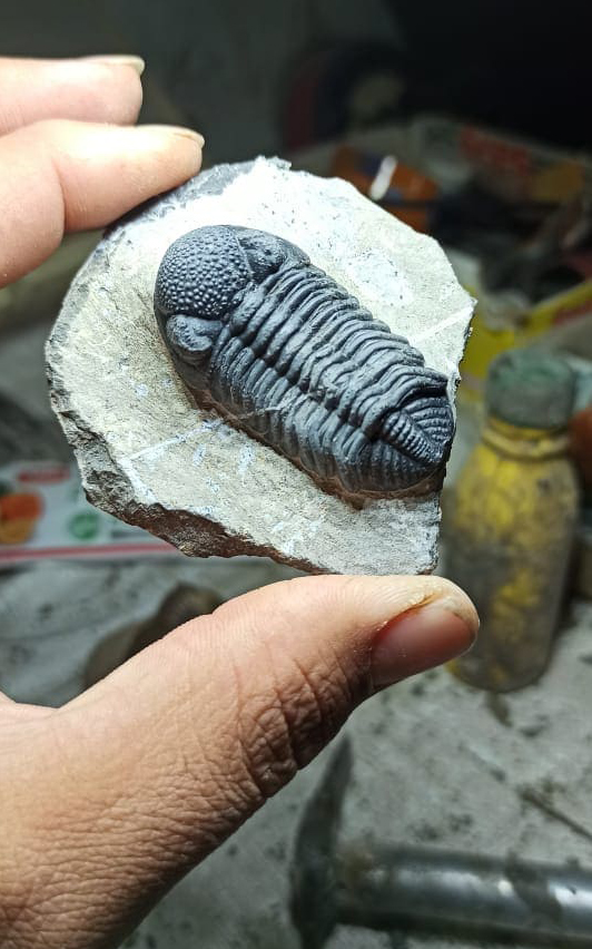 Trilobite specimen (Phacops speculator)