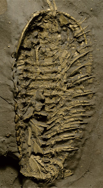 Trilobite Gill Fossil