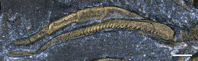 A detailed view of a trilobite leg