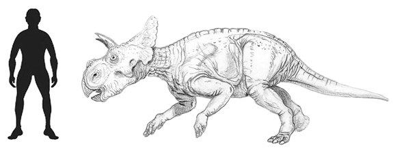 Avaceratops Scale Drawing