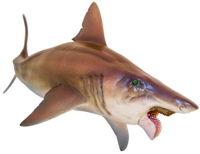 PNSO Haylee the Helicoprion anterior view