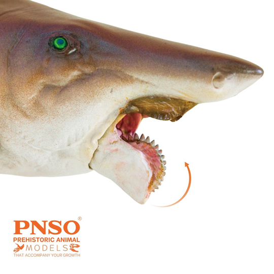 PNSO Haylee the Helicoprion model