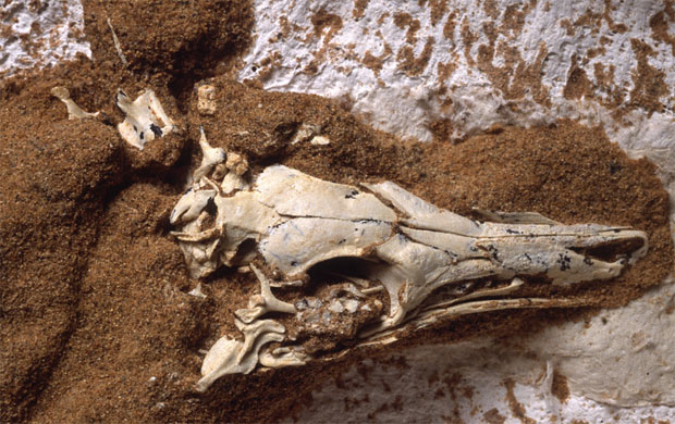 Shuvuuia deserti fossil skull