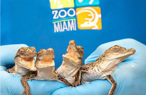 A quartet of Orinoco crocodiles.