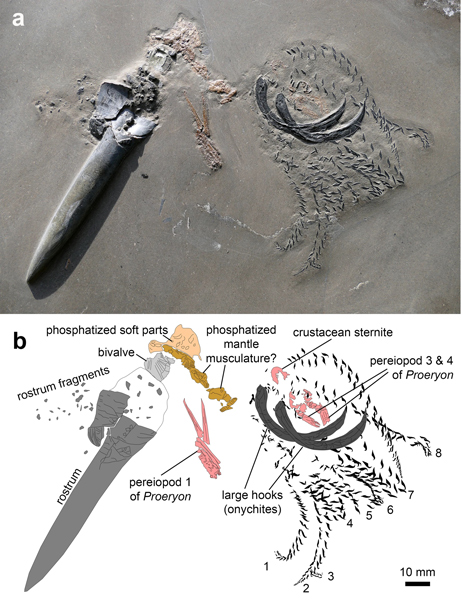 Evidence of Predation in an Early Jurassic Fossil Specimen