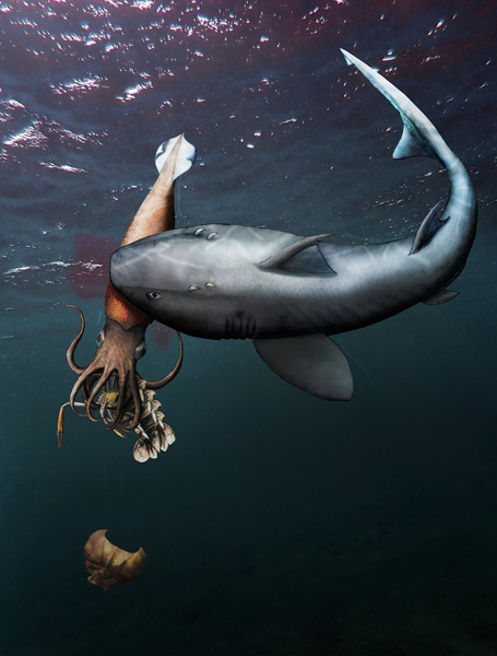 Shark Attacks Belemnite Attacking a Crustacean