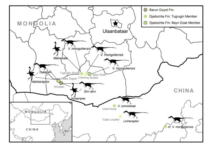 Different dromaeosaurids of Mongolia and Inner Mongolia