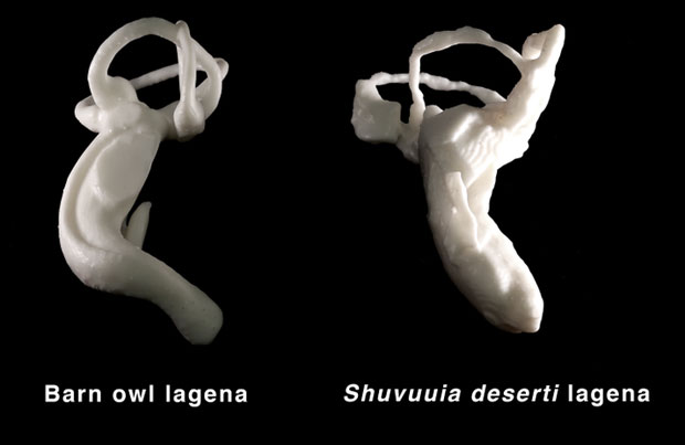 Side by side comparison of the lagena of a Barn owl and Shuvuuia deserti