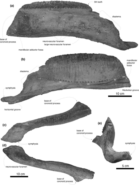 Various views of the right dentary of Yamatosaurus