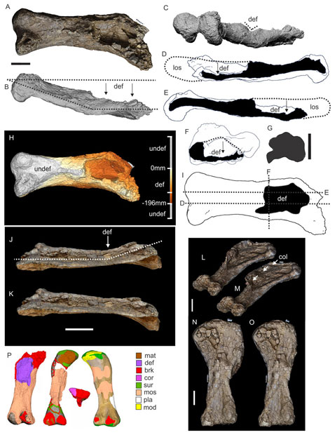 Examples of sauropod bone preservation and taphonomic alteration (A. cooperensis).