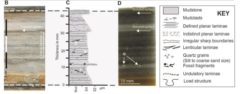 Stratigraphy and interpretative line drawings from sediments associated with the Walcott Quarry
