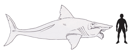 Helicoprion scale drawing