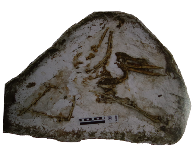 An incomplete specimen of the dsungaripterid pterosaur Noripterus compliciden