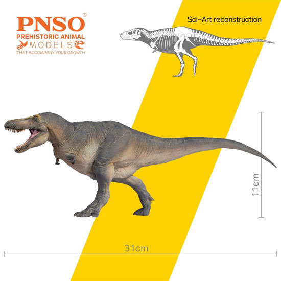 PNSO Chuanzi the Tarbosaurus model measurements