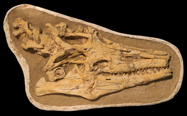 The prepared skull of the newly described Moroccan mosasaur Pluridens serpentis