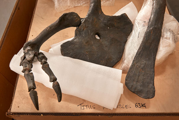 The famous clawed hand of a T. rex