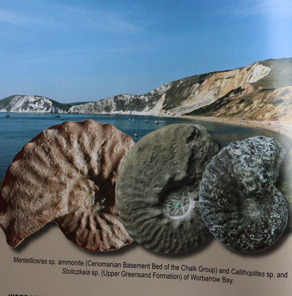 Fossil collecting on the East Dorset Coast
