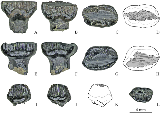 Examples of the very worn stegosaur teeth from the Teete locality