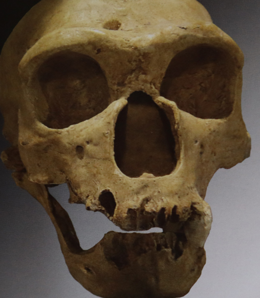 Chapelle aux Saints Neanderthal skull.