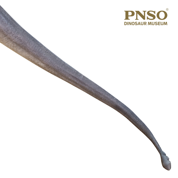 PNSO Er-ma the Mamenchisaurus tail club.