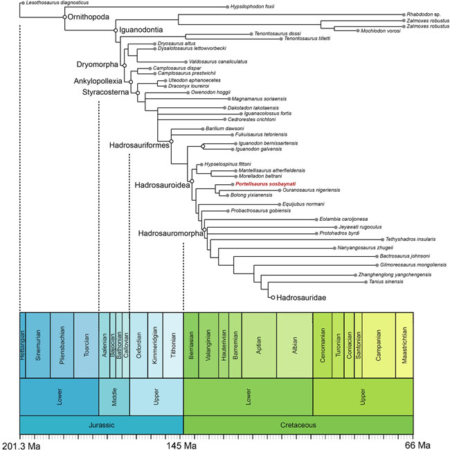 Time-calibrated phylogeny of Portellsaurus sosbaynati.
