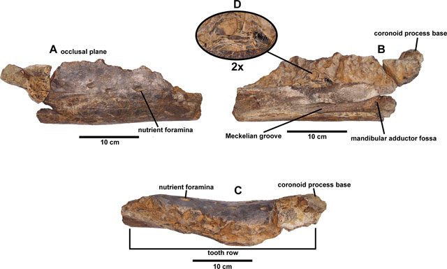 Views of the right dentary of Portellsaurus