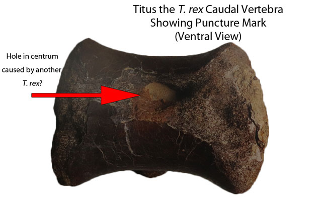 Damaged tail bone of a T. rex