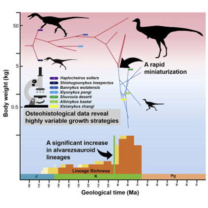 Towards the end of the Cretaceous alvarezsauroids became much smaller and many more species evolved