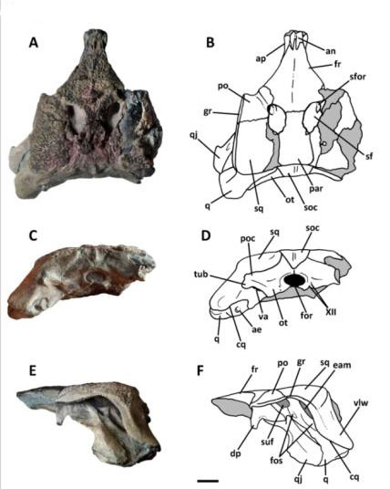 Burkesuchus skull material and explanatory line drawings.